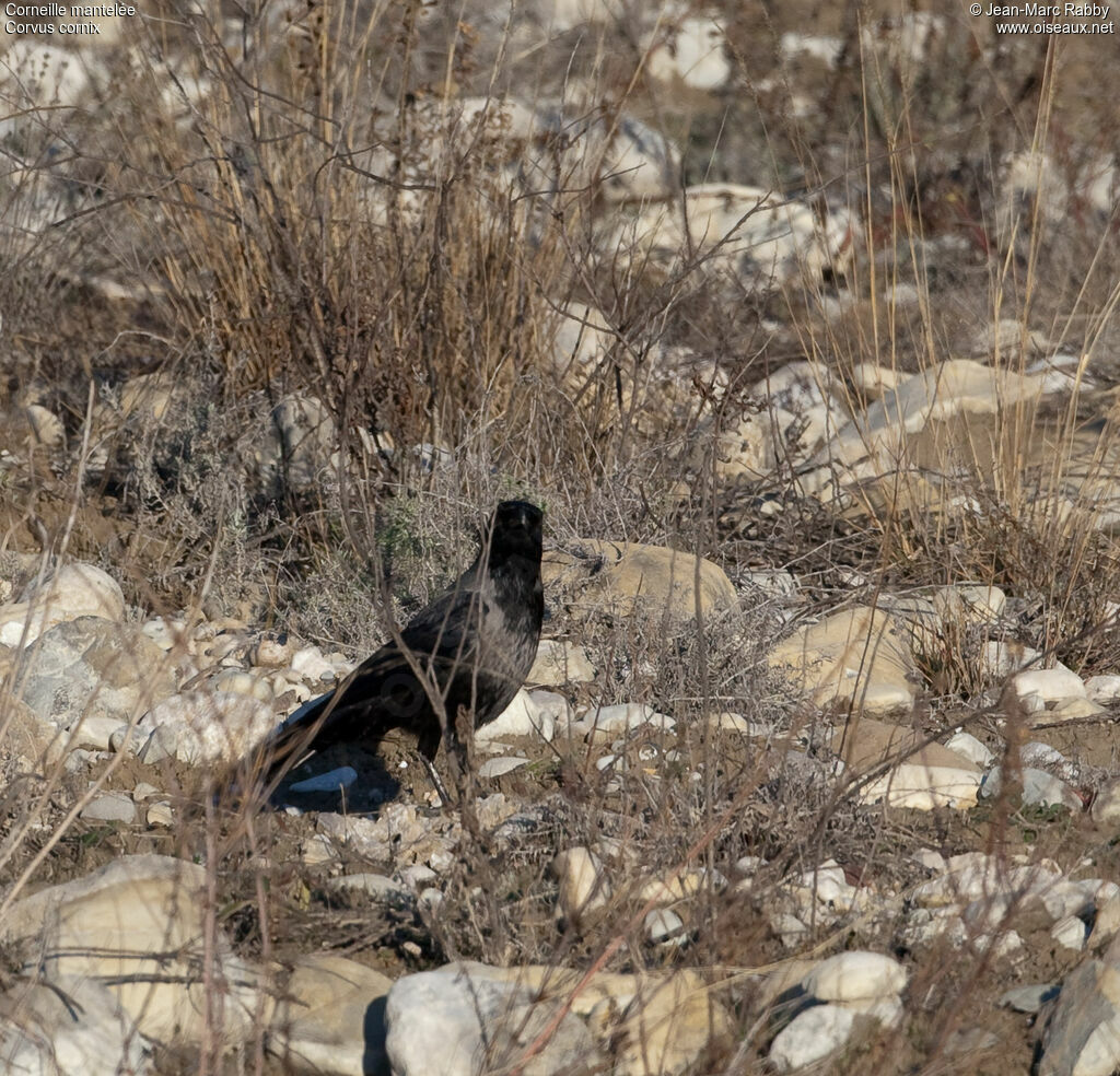 Hooded Crow, identification