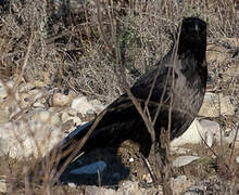 Hooded Crow