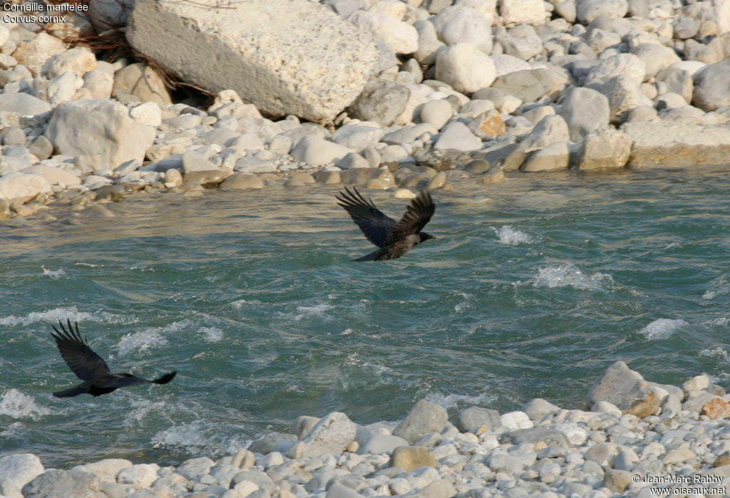 Hooded Crow, identification