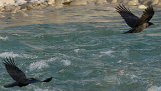 Hooded Crow