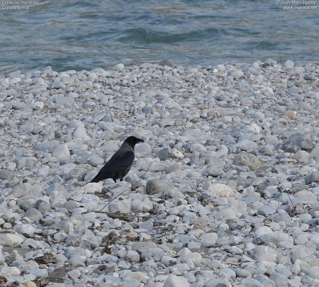 Hooded Crow, identification