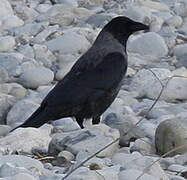 Hooded Crow