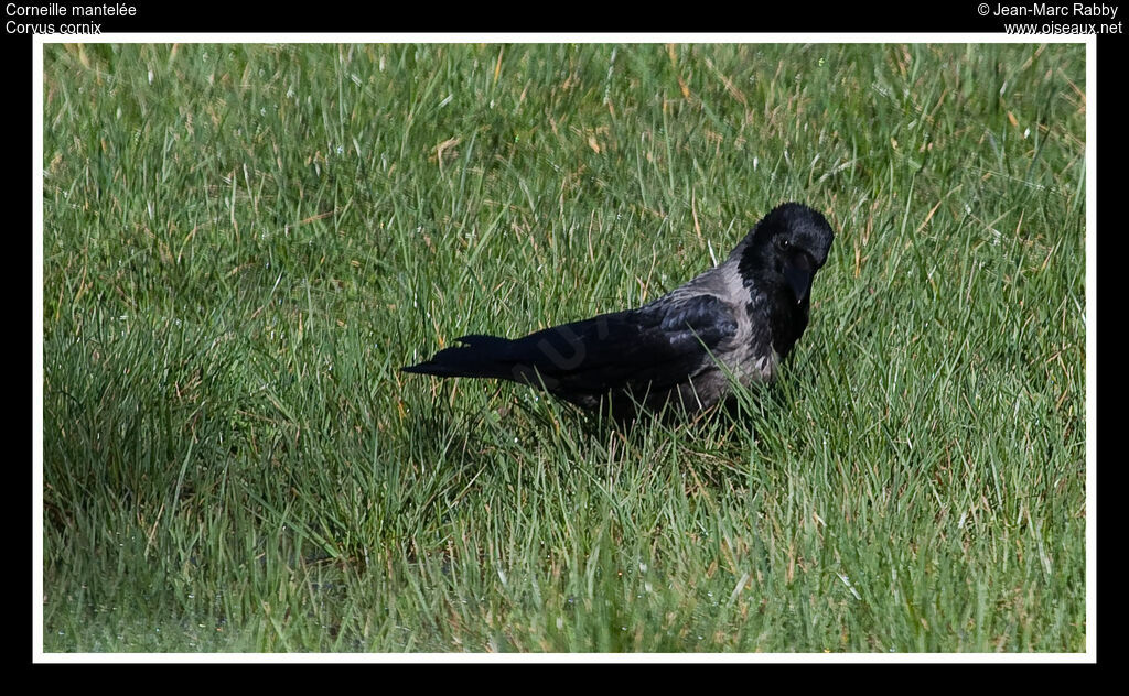 Corneille mantelée, identification