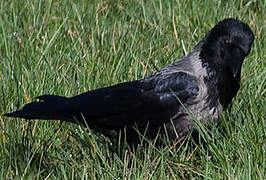 Hooded Crow