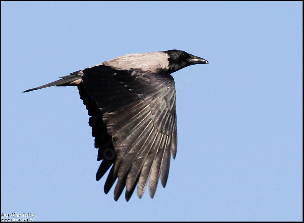 Hooded Crowadult, Flight