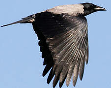 Hooded Crow