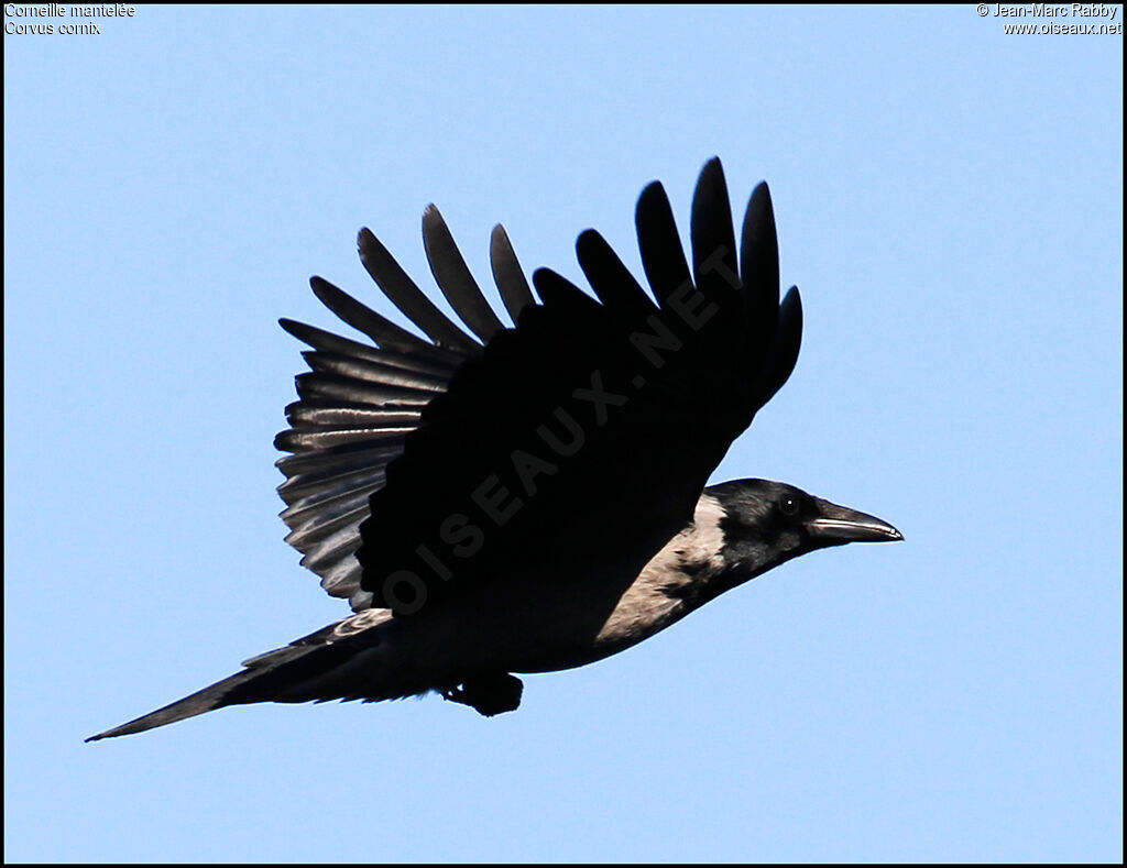 Hooded Crow, identification