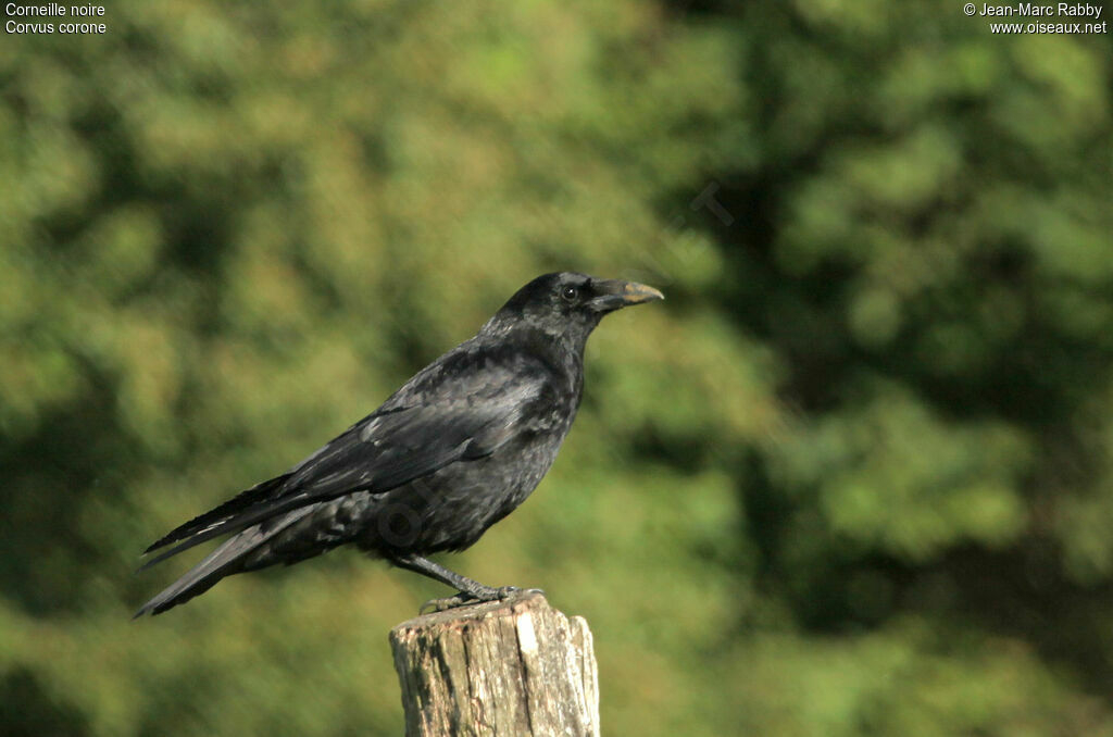 Corneille noire, identification