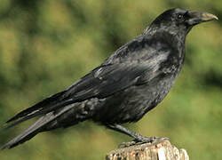 Carrion Crow