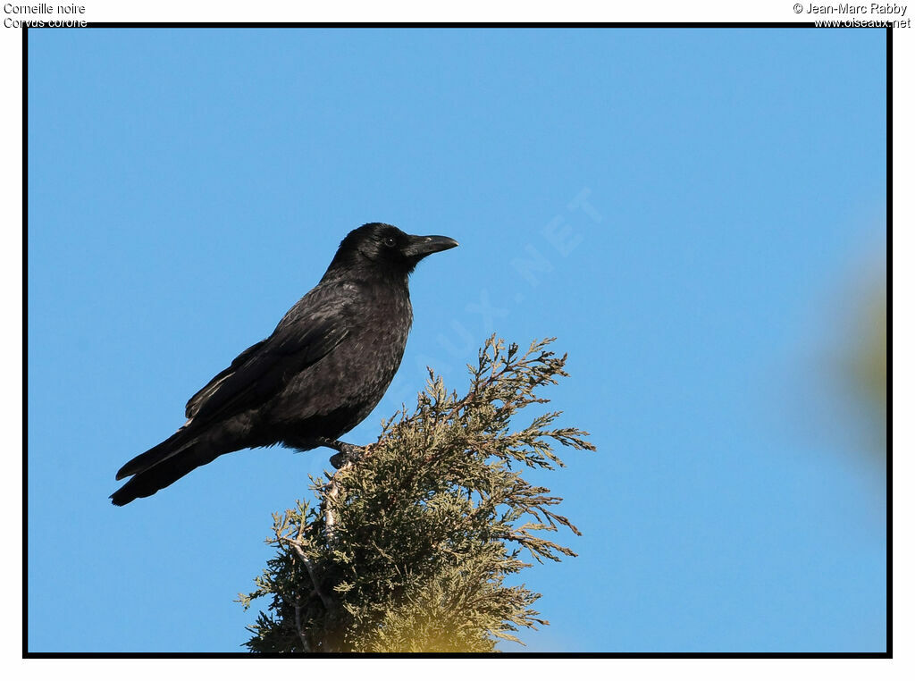 Carrion Crow, identification