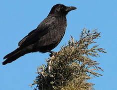 Carrion Crow