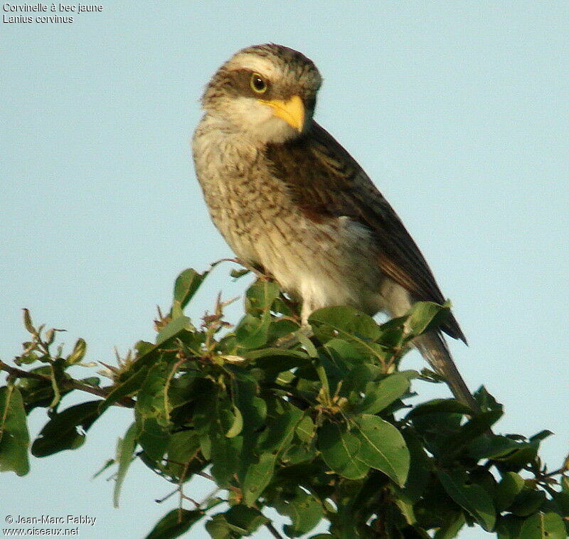 Yellow-billed Shrike