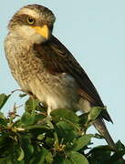 Yellow-billed Shrike