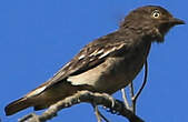 Cotinga pompadour