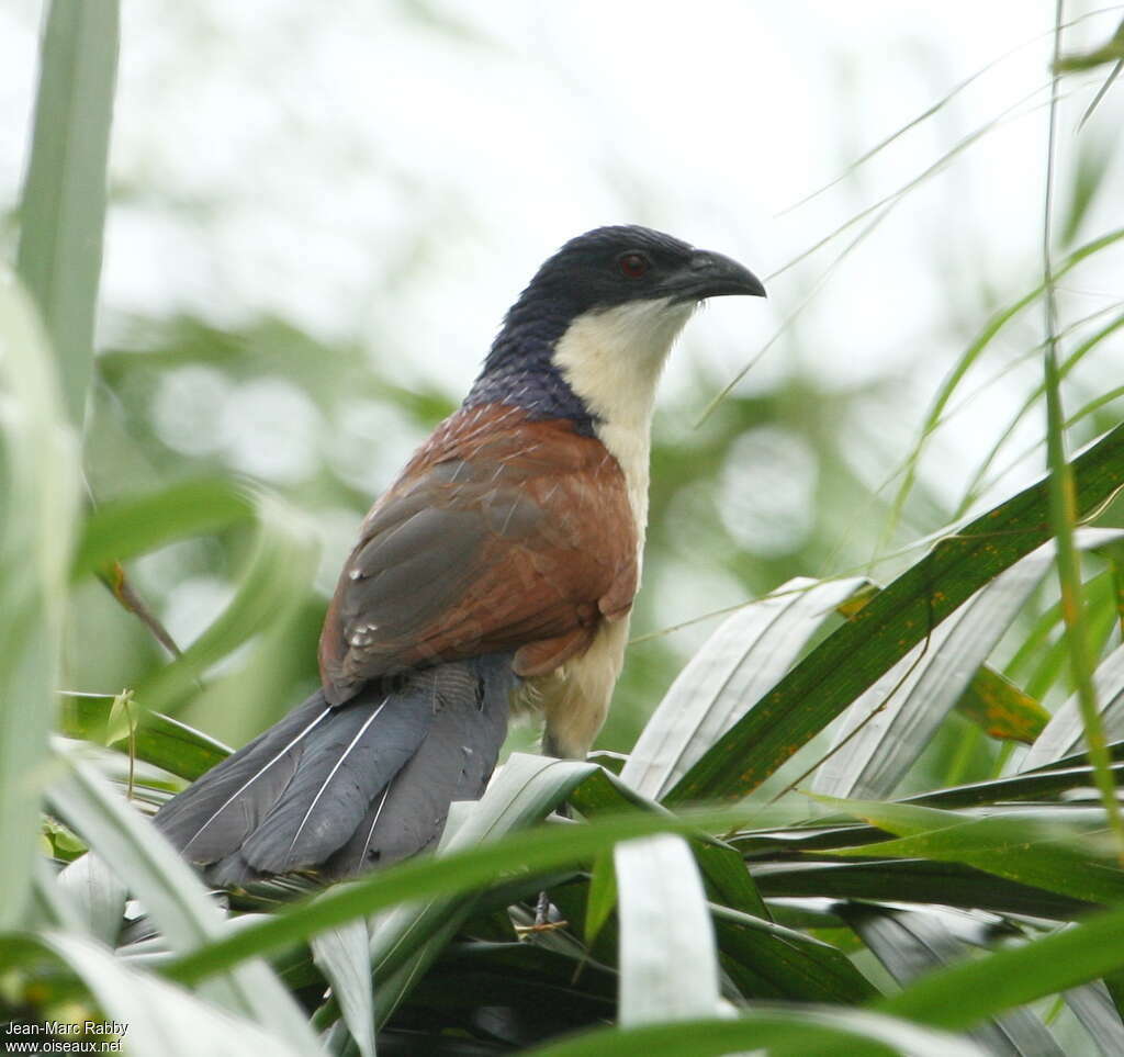 Coucal à nuque bleueadulte, identification