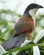 Coucal à nuque bleue