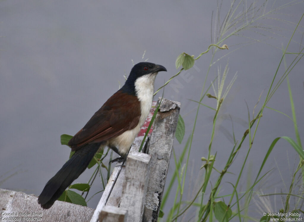 Coucal à nuque bleue, identification