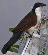 Coucal à nuque bleue