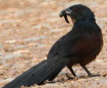 Coucal du Gabon