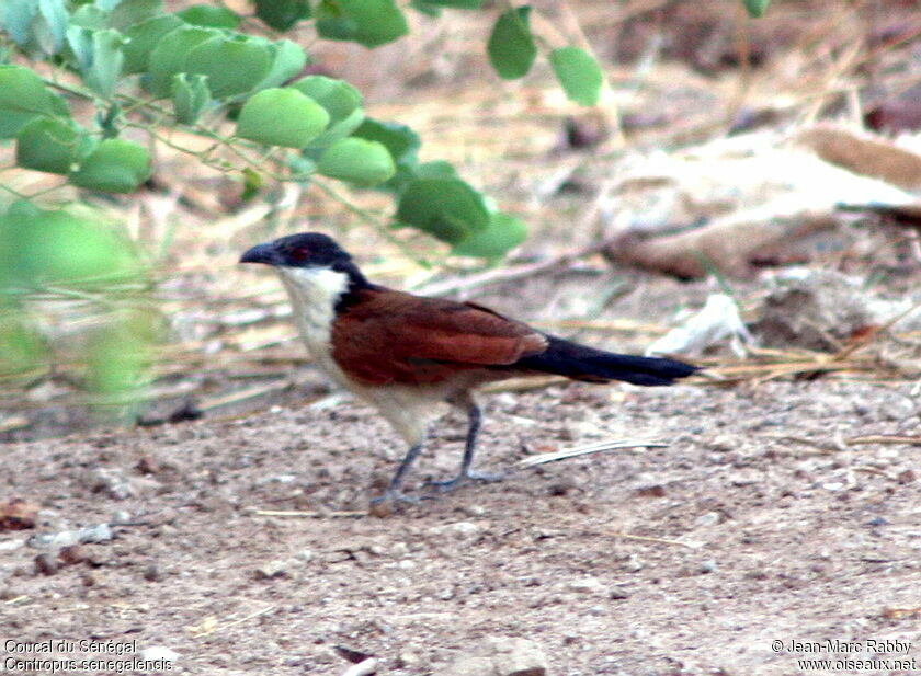 Coucal du Sénégal
