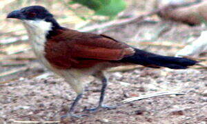 Coucal du Sénégal