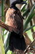 Coucal du Sénégal