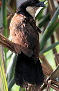 Senegal Coucal