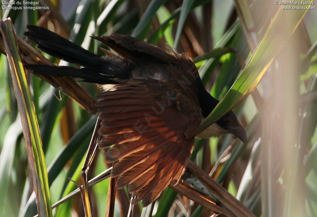 Coucal du Sénégal, identification