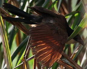 Coucal du Sénégal