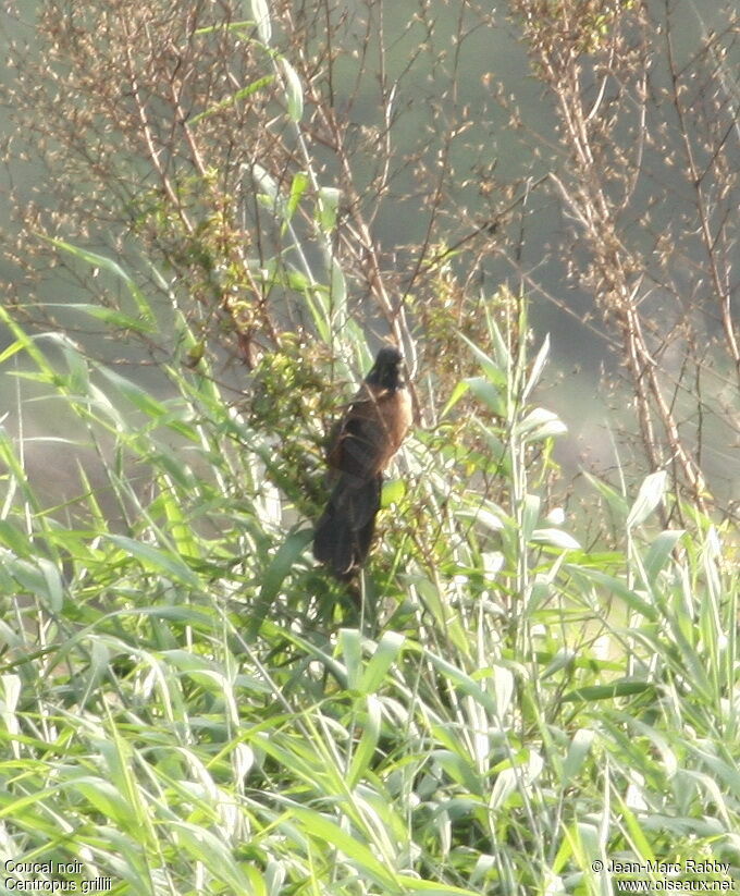 Coucal noir