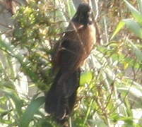 Coucal noir