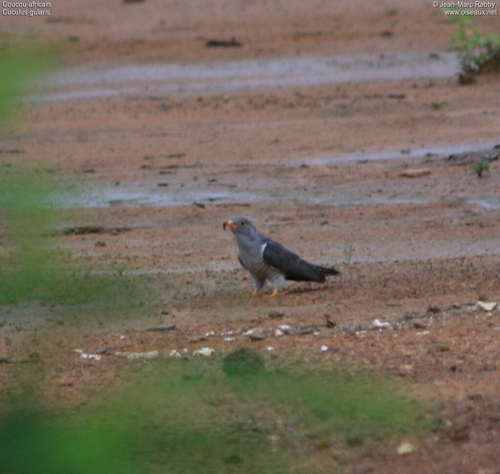 Coucou africain, identification