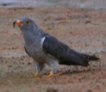 African Cuckoo