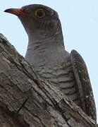 African Cuckoo