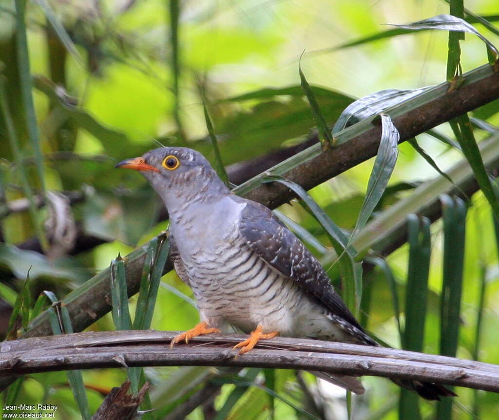 African Cuckooadult, close-up portrait