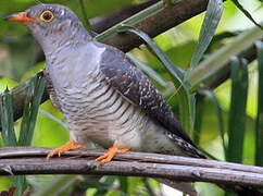 African Cuckoo