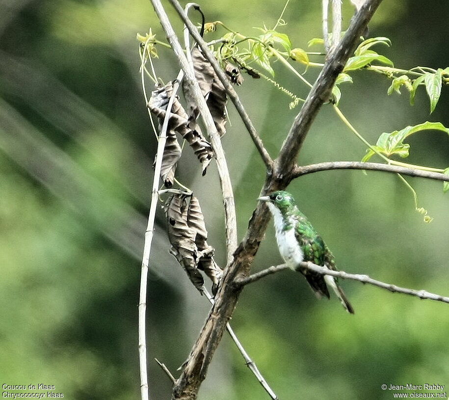 Klaas's Cuckoo male