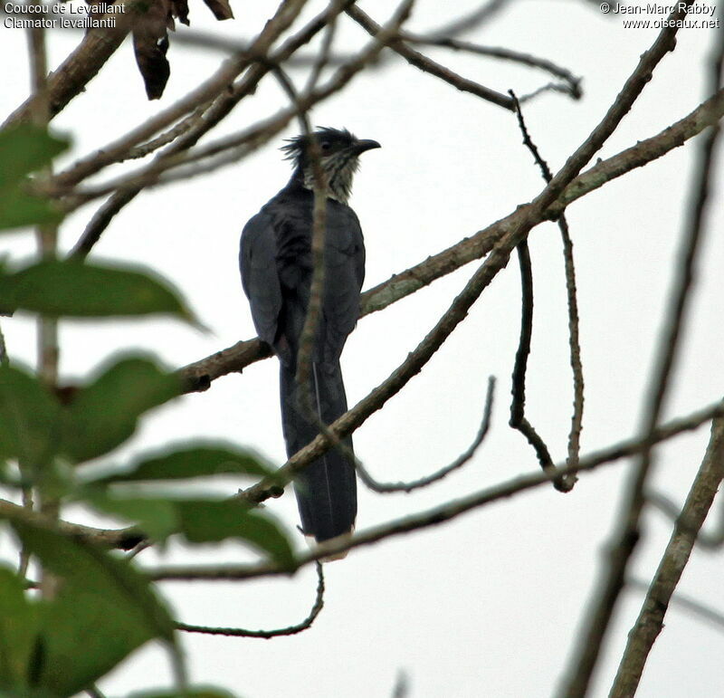 Levaillant's Cuckoo, identification