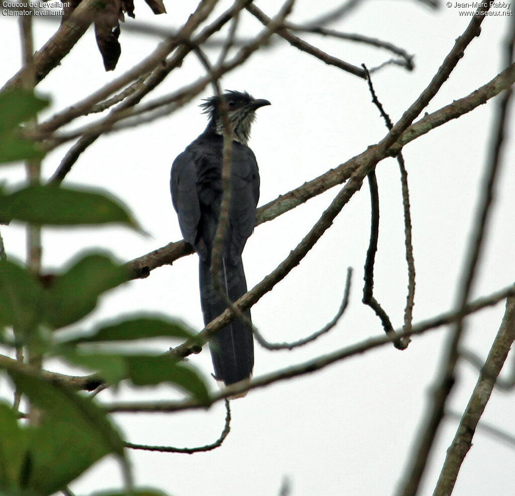 Coucou de Levaillant, identification