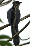 Levaillant's Cuckoo