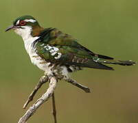 Diederik Cuckoo