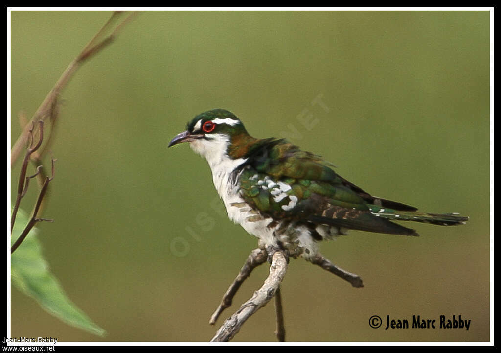 Diederik Cuckooimmature, identification