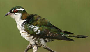 Diederik Cuckoo