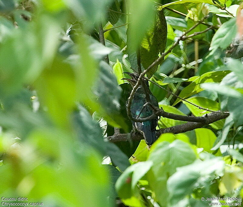 Coucou didric mâle, identification