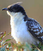 Great Spotted Cuckoo