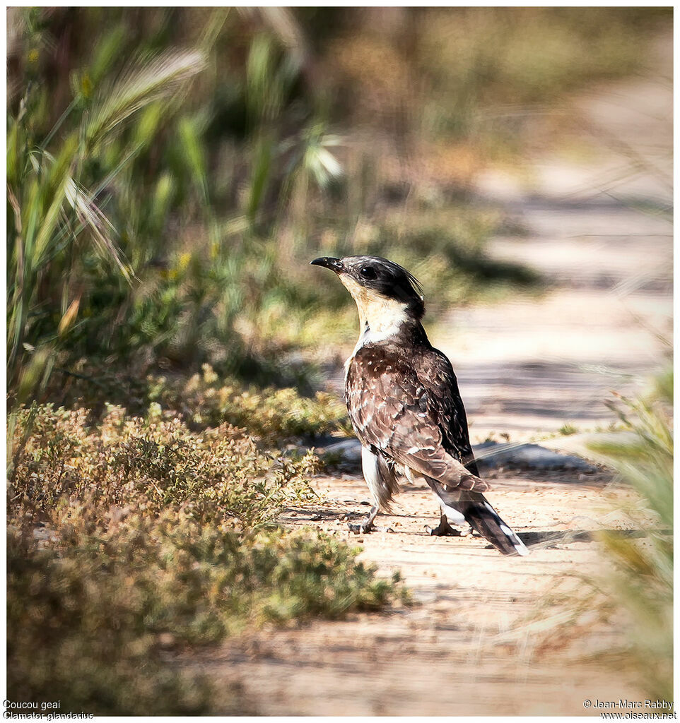 Great Spotted Cuckoo, identification