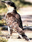 Great Spotted Cuckoo