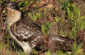 Great Spotted Cuckoo