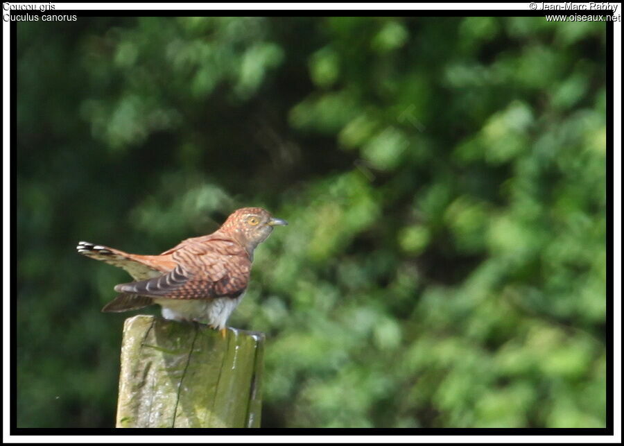 Common Cuckoo, identification