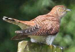 Common Cuckoo